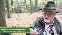 Entenlocker Polyacryl, Weisskirchen