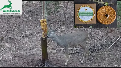 Leckstein Spezial SWEET, Wildlutscher