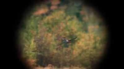 Spektiv ST Balance 14–35x50, Swarovski Optik