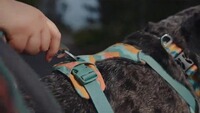 Hundegeschirr Front Range® neues Modell, Ruffwear
