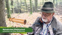 Eifel-Hirschruf, Weisskirchen