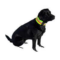 Signalhalsband für Hunde, Heim