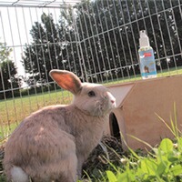 Stichfrei Animal, BALLISTOL