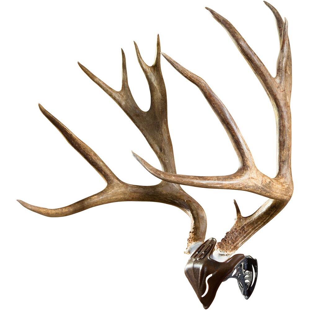 Trophäenmontage Skull Cap, Skull Hooker