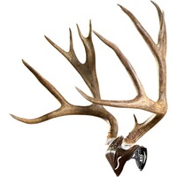 Trophäenmontage Skull Cap, Skull Hooker