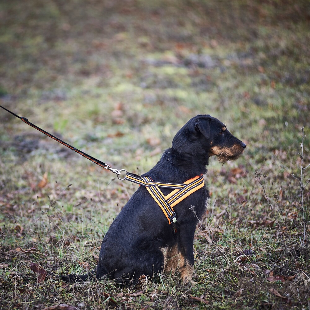 Hundegeschirr Signal, Heim