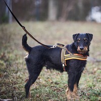 Hundegeschirr Signal, Heim