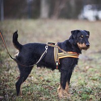 Hundegeschirr Signal, Heim