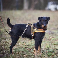 Hundegeschirr Signal, Heim