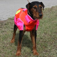 Hundeschutzweste Standard, Out Dog