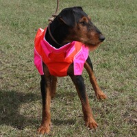 Hundeschutzweste Standard, Out Dog