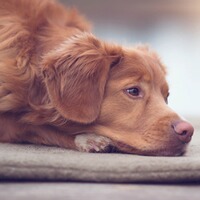 Hundedecke FlexDog Mat, Siccaro