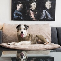 Hundedecke FlexDog Mat, Siccaro