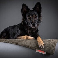 Hundedecke FlexDog Mat, Siccaro