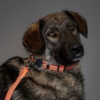 Hundeleine gummiert ohne Handschlaufe, Sprenger