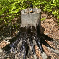 Lockmittel Pinienteer, Wildlutscher