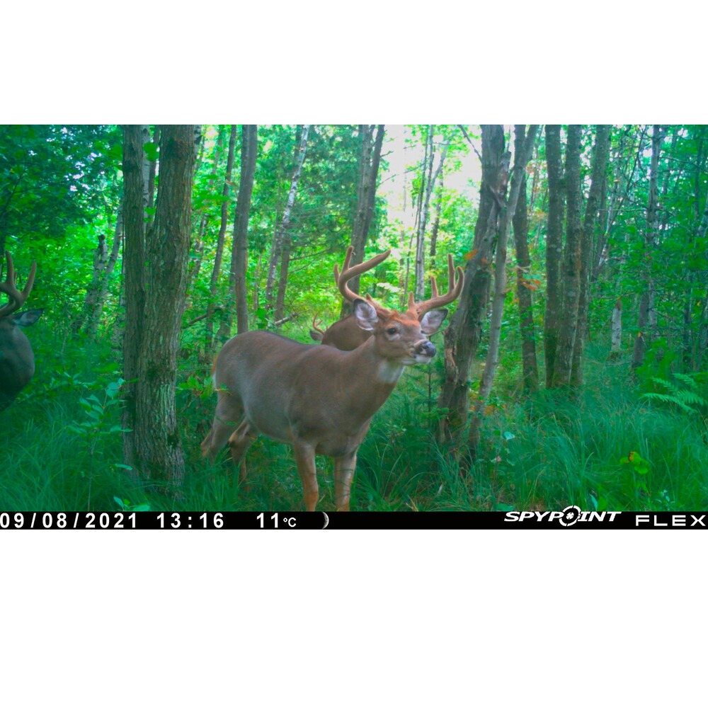 Wildkamera Flex, Spypoint