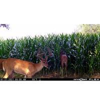 Wildkamera Flex, Spypoint