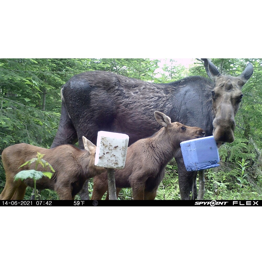 Wildkamera Flex, Spypoint