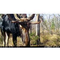 Wildkamera Flex, Spypoint