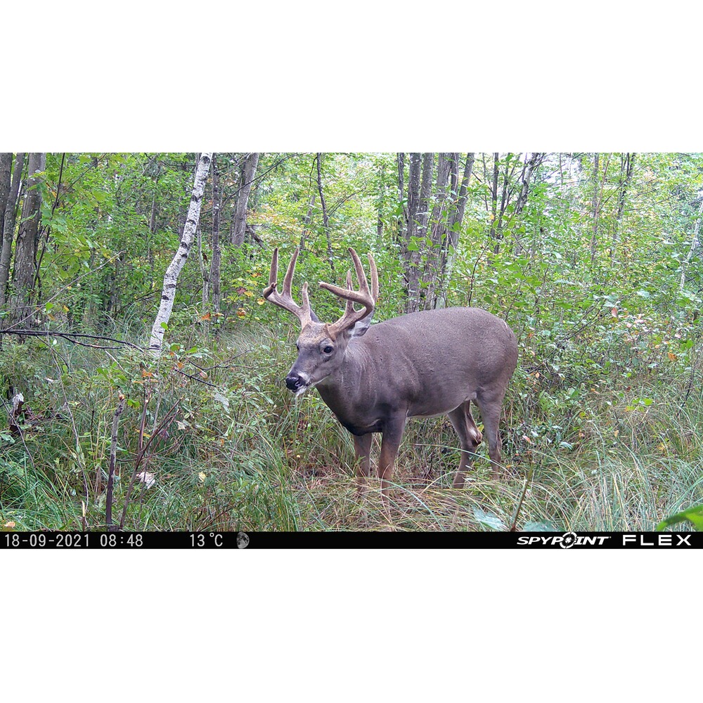 Wildkamera Flex, Spypoint