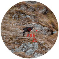 Fernglas mit Entfernungsmesser X-range 8x42, Minox