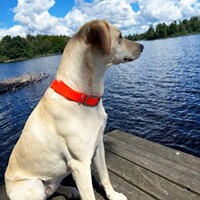 Halsung für GPS Tracker Atto Pro, MiniFinder