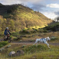 Hundegeschirr Web Master, Ruffwear