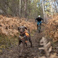 Hundegeschirr Web Master, Ruffwear