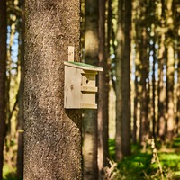 Nistkasten Basic, Wald & Forst
