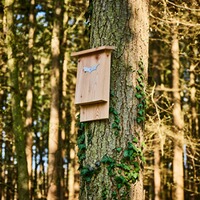 Fledermauskasten, Wald & Forst