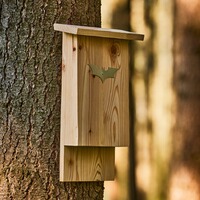 Fledermauskasten, Wald & Forst