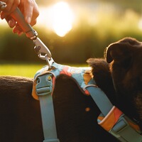 Hundegeschirr Front Range® neues Modell, Ruffwear