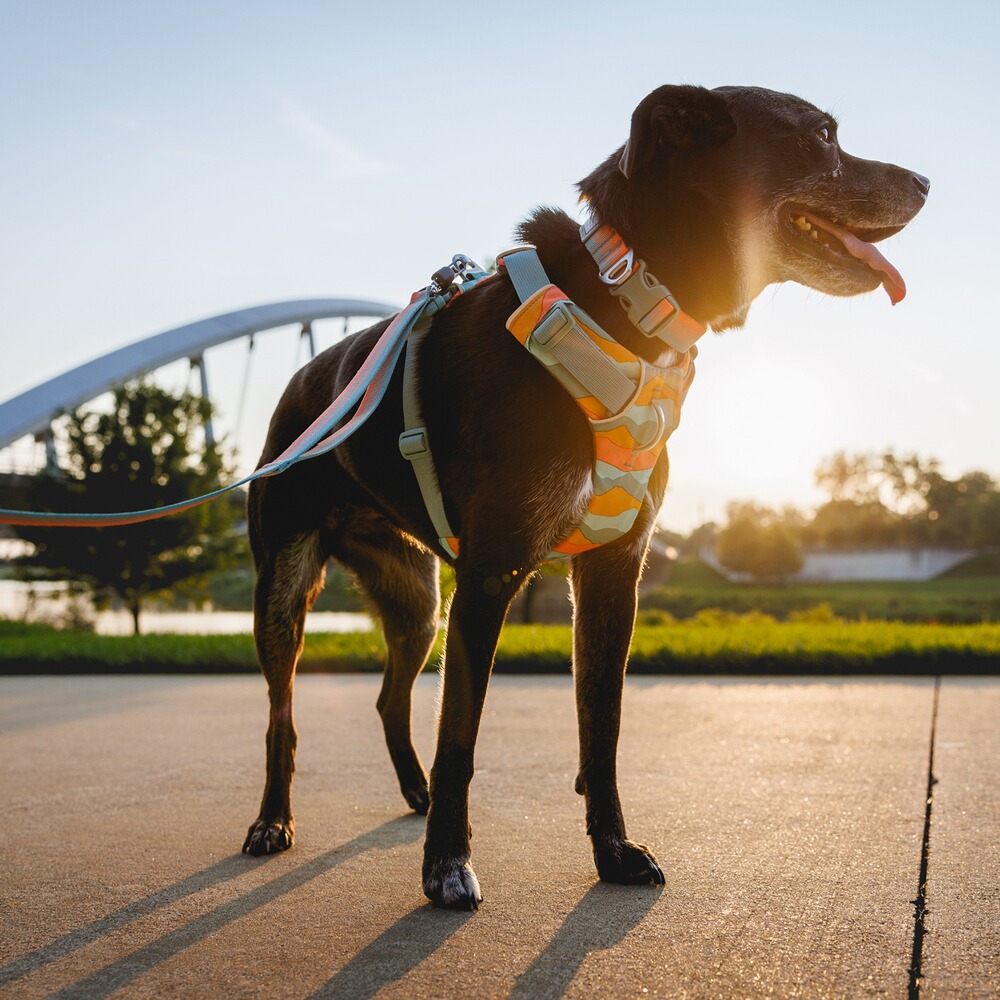 Hundegeschirr Front Range® neues Modell, Ruffwear