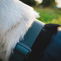Halsband Hi & Light, Ruffwear