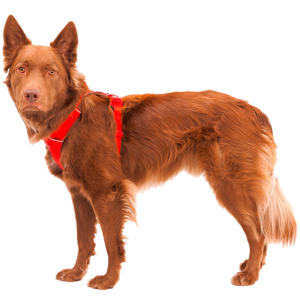 Hundegeschirr Front Range® neues Modell, Ruffwear