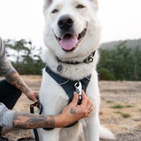 Hundegeschirr Front Range® neues Modell, Ruffwear