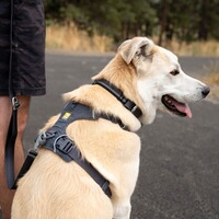 Hundegeschirr Front Range® neues Modell, Ruffwear