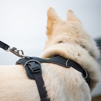 Hundegeschirr Front Range® neues Modell, Ruffwear