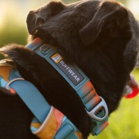 Halsband Front Range® neues Modell, Ruffwear