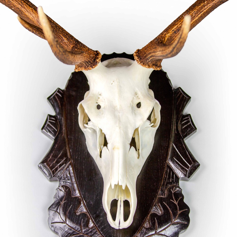 Trophäenhalterung Hirsch, EUROHUNT