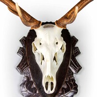 Trophäenhalterung Hirsch, EUROHUNT