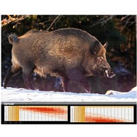Kalender Sauen 2026, HEEL Verlag