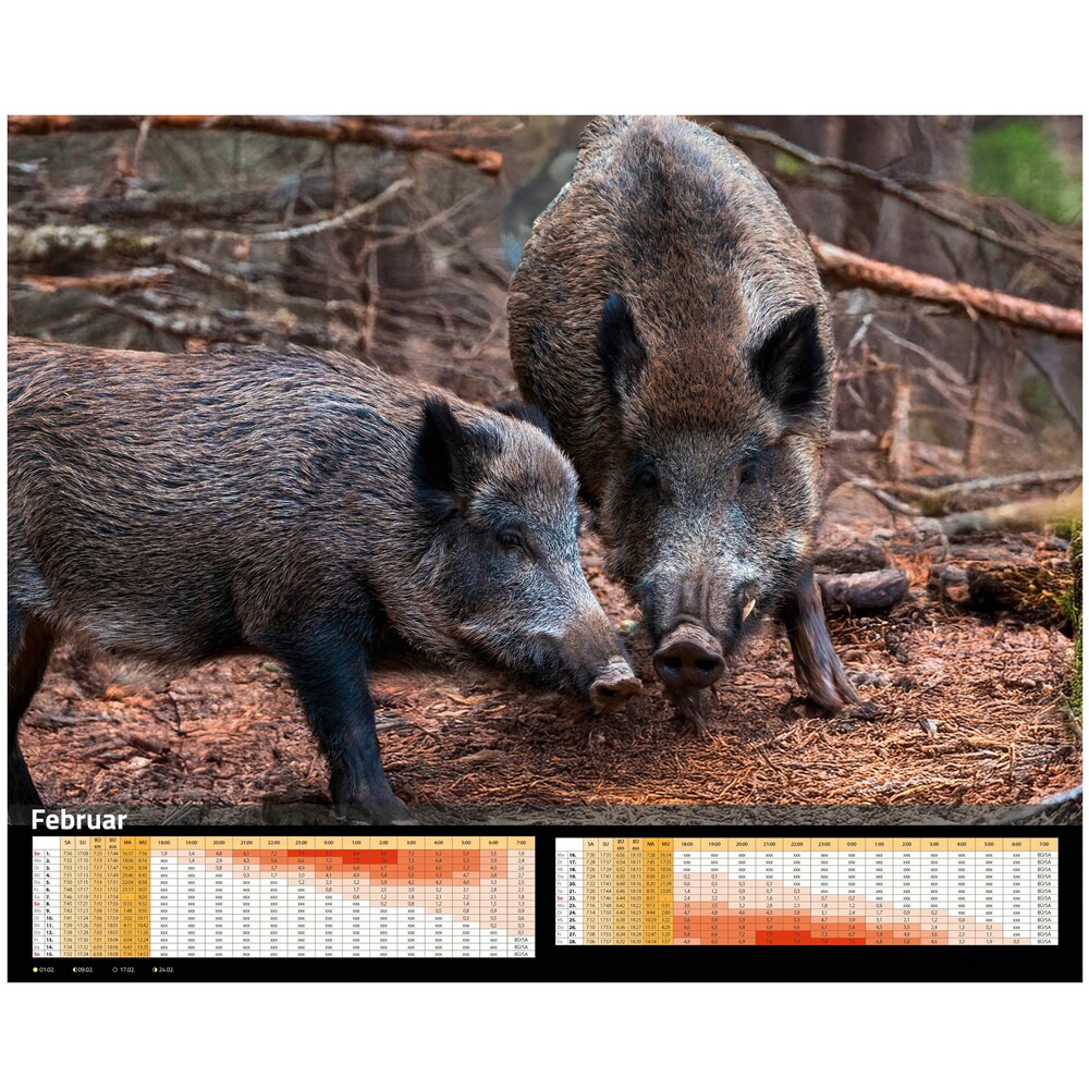 Kalender Sauen 2026, HEEL Verlag