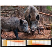 Kalender Sauen 2026, HEEL Verlag