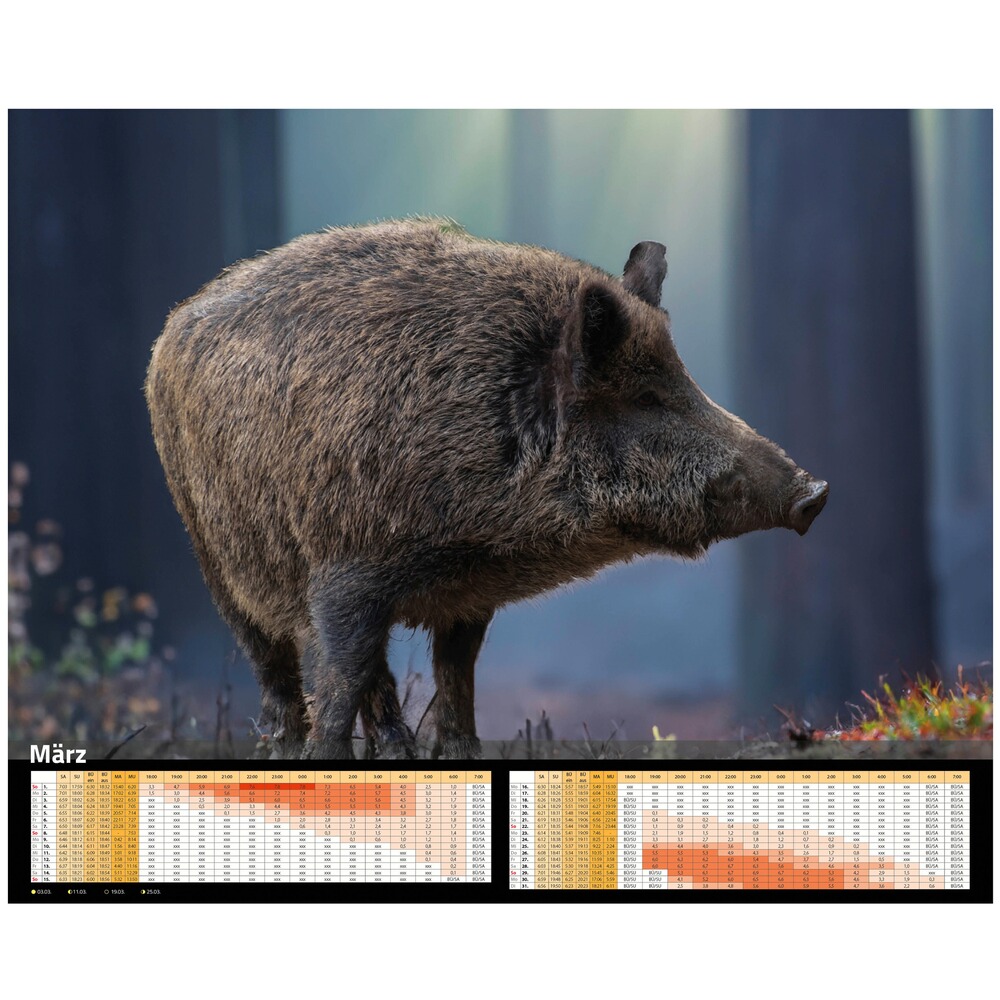Kalender Sauen 2026, HEEL Verlag