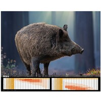 Kalender Sauen 2026, HEEL Verlag