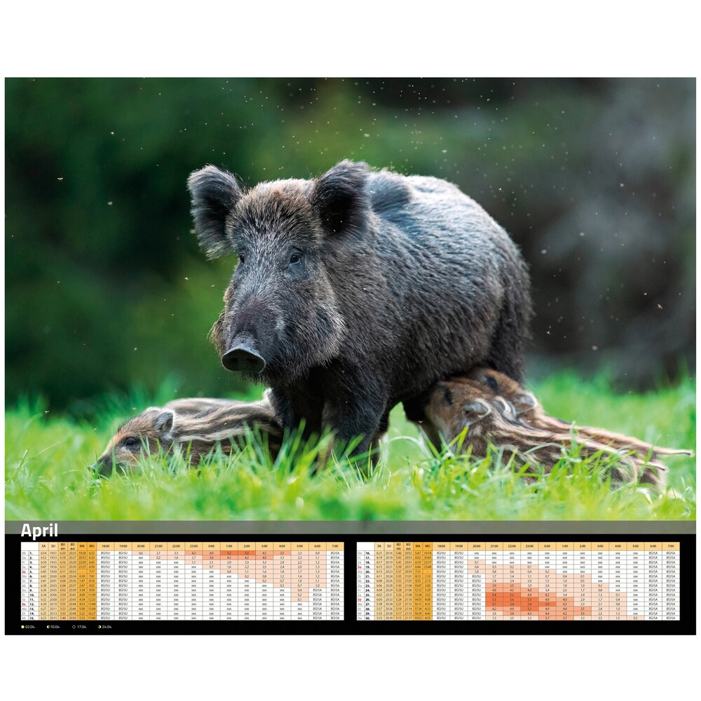 Kalender Sauen 2026, HEEL Verlag