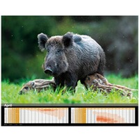 Kalender Sauen 2026, HEEL Verlag
