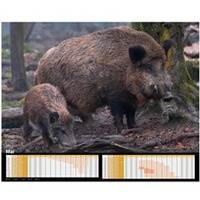 Kalender Sauen 2026, HEEL Verlag